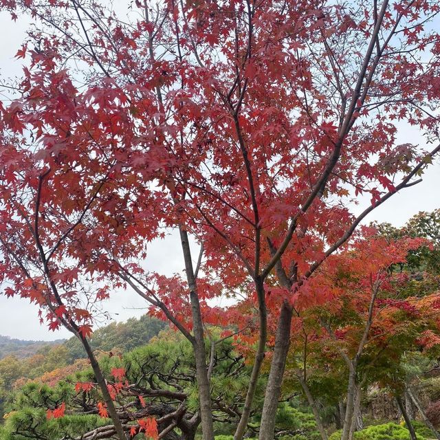Beautiful autumn view of Hwadam botanicgarden