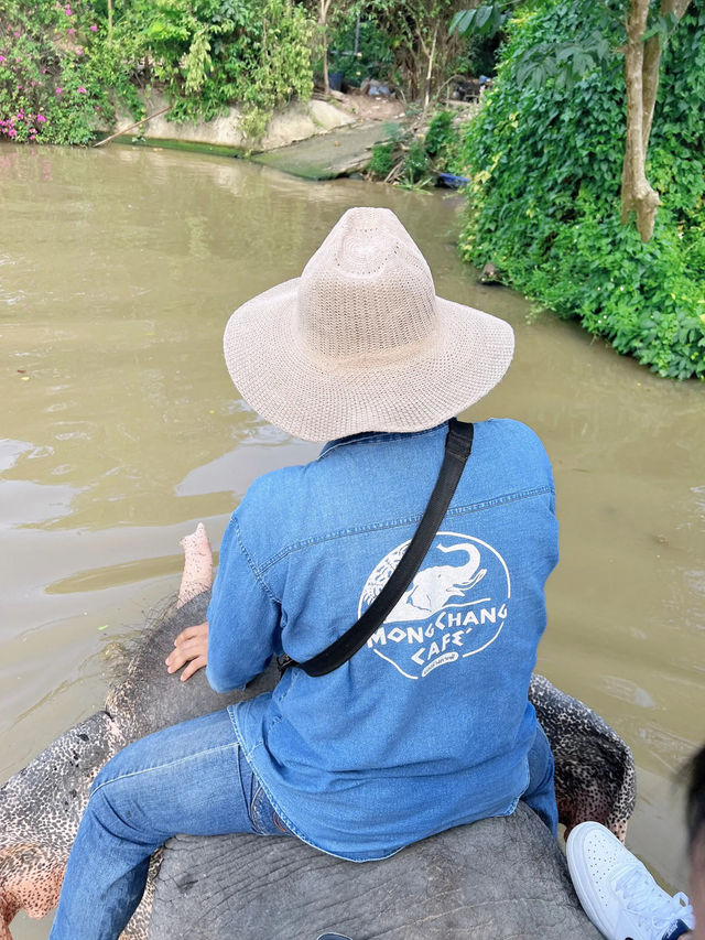 芭達雅景點 大象園  Pattaya evephant 泰國