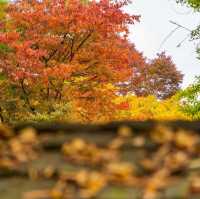 Beautiful Autumn View of Korean folk Village 