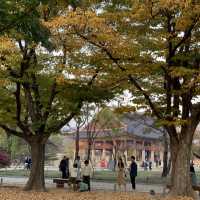 고즈넉한 경복궁.. 가을에 더 예쁜거 아셨나요?🤎🍁