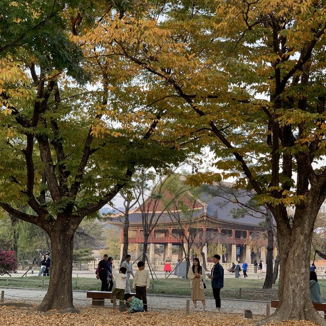 고즈넉한 경복궁.. 가을에 더 예쁜거 아셨나요?🤎🍁