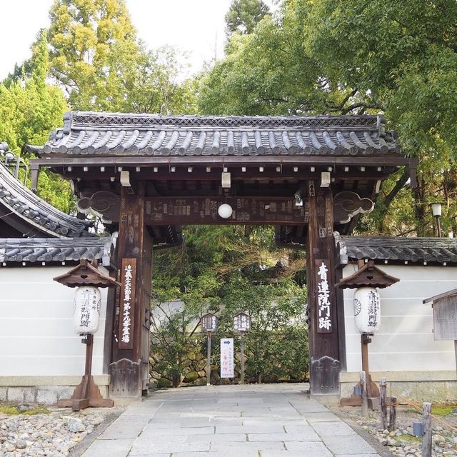 《京都》穴場の観光SPOT🐥