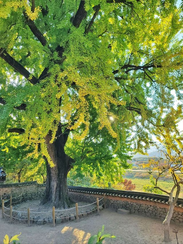 이제 곧 은행카펫이 예쁠 밀양 금시당💛