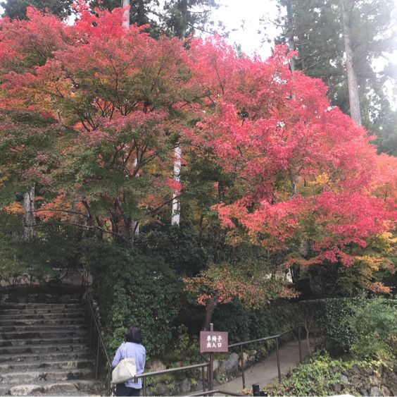 京都の美しいお庭が堪能できる【三千院】