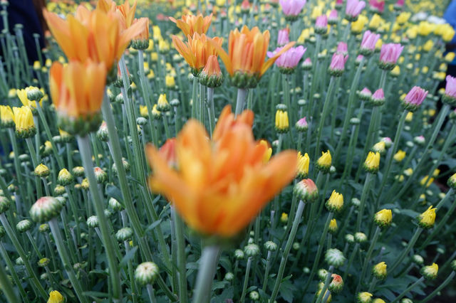 Eden Flower Garden, Tupi