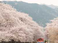  a sea of pink and white in Jinhae