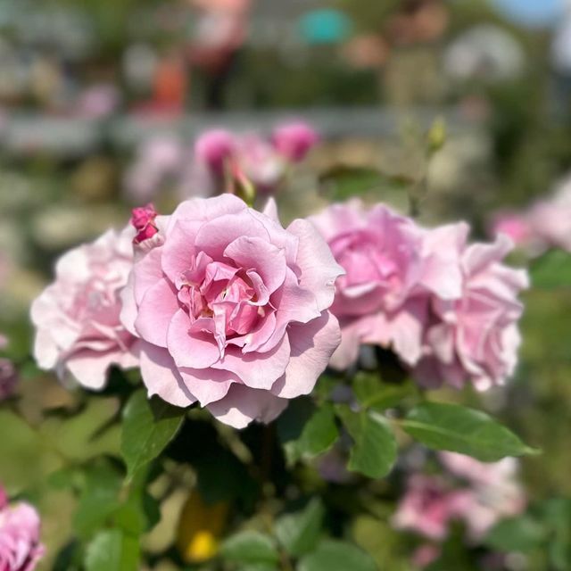 美麗盛開的玫瑰🌹在台北玫瑰展