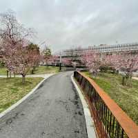 【上海・蘇州河畔】桜を見ながら散歩はいかが