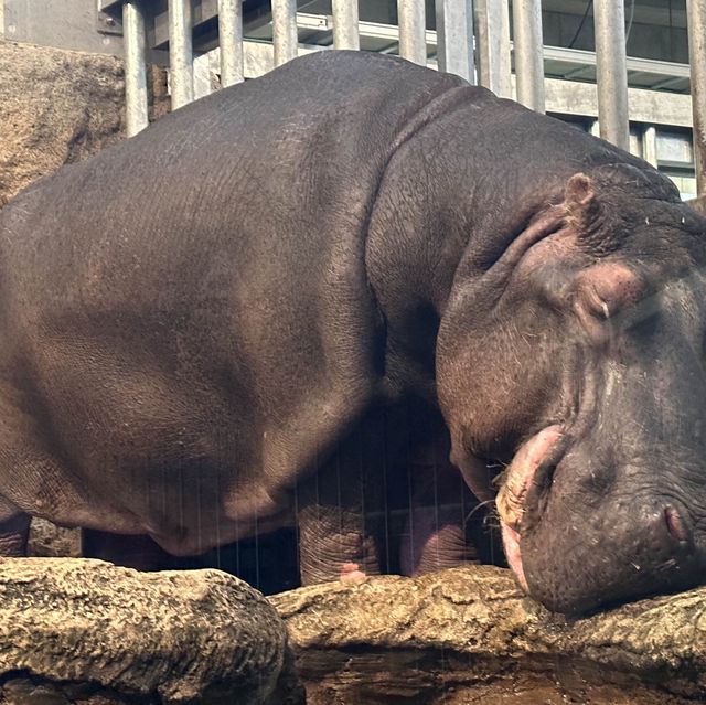 円山動物園 本地人和遊客都值得一遊的地方👍🏻