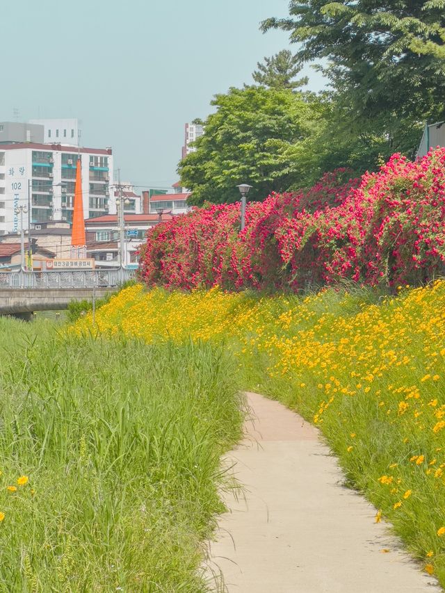 장미와 금계국 가득 핀 청주🌹🌼 장미와 금계국 가득 핀 청주🌹🌼
