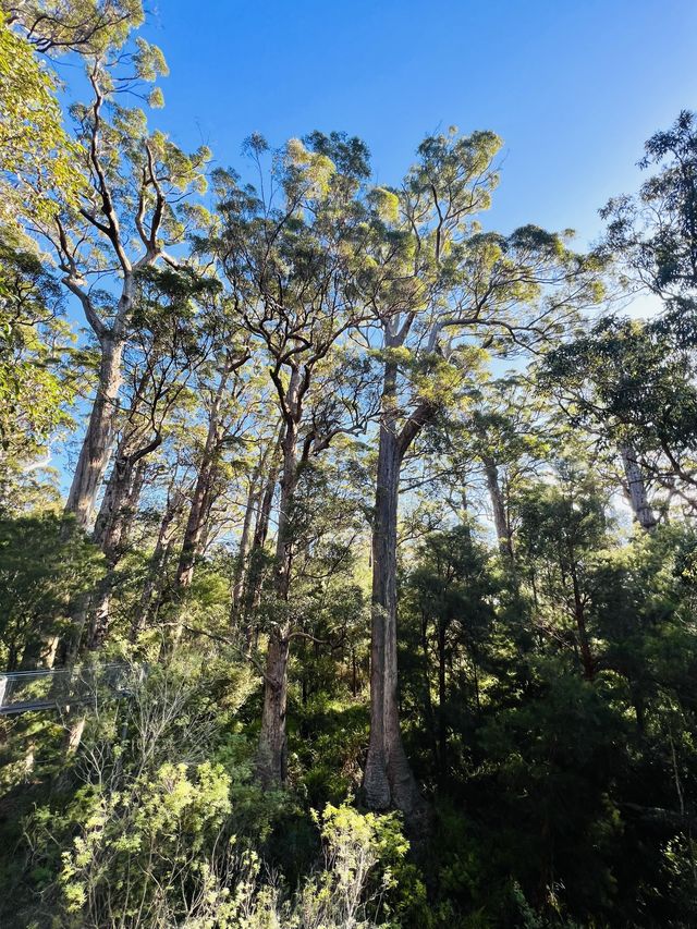 Valley of the Giants 🇦🇺🌏 TingleTrees400yrs