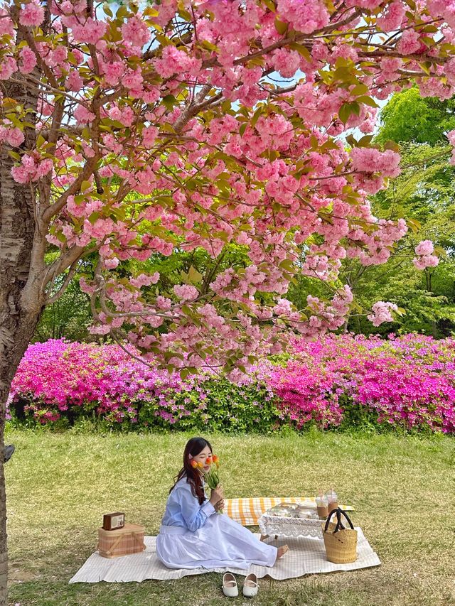 하남 미사경정공원에서 겹벚꽃 피크닉🌸