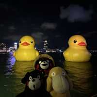 Yellow Ducks are back to Hong Kong 🐤🐤