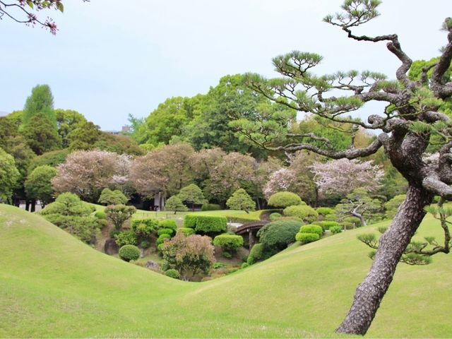 熊本. 九州🇯🇵🧸水前寺成趣園🏞️