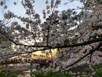 รีวิวเที่ยวเมืองโอคะซะกิ (Okazaki) 3 ฤดู