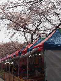 首爾出發😚鎮海市一日旅遊🥹3-4月必去賞櫻☺️