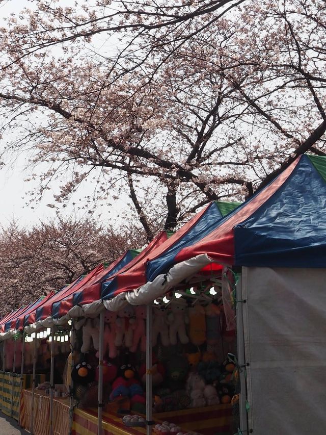首爾出發😚鎮海市一日旅遊🥹3-4月必去賞櫻☺️