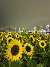 해바라기가 활짝 핀 7월의 광안리 해수욕장🌻