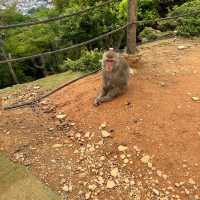 Arashiyama Monkey park- Nice views