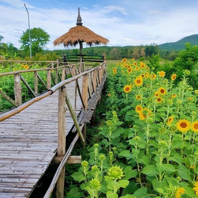 ทุ่งดอกทานตะวัน @ทาสบเมย