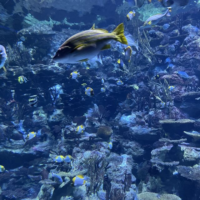 大灣區好去處😊香港海洋公園