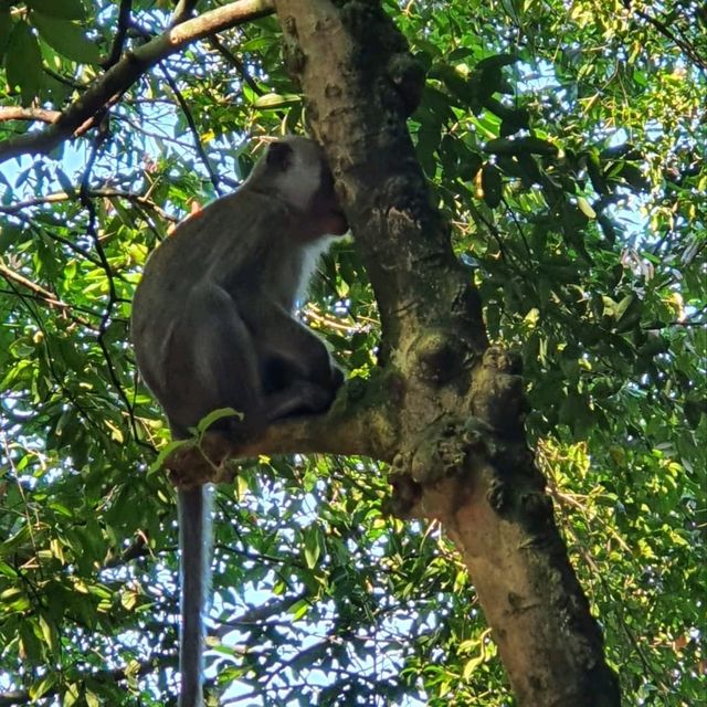 singapore's tropical gem