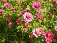 仙草花海-波斯菊遍地開花