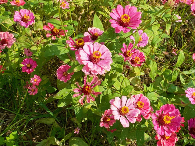 仙草花海-波斯菊遍地開花