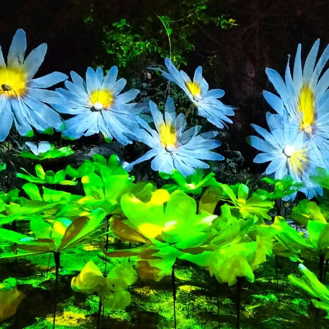 Lotus light zone @Nasatta night trip