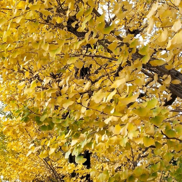 ใบไม้เปลี่ยนสีที่โตเกียว...Ueno Park