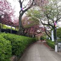 賞櫻名所 飛鳥山公園🌸