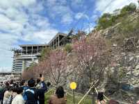 本地遊 | 東涌 | 捉緊櫻花園廣州櫻的尾巴