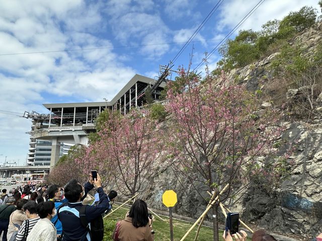 本地遊 | 東涌 | 捉緊櫻花園廣州櫻的尾巴