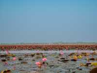 Red Lotus Lake, Udorn Thani - Unseen Thailand