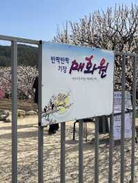 부산 기장 지금 꼭 가야할 매화성지 매화원🌸