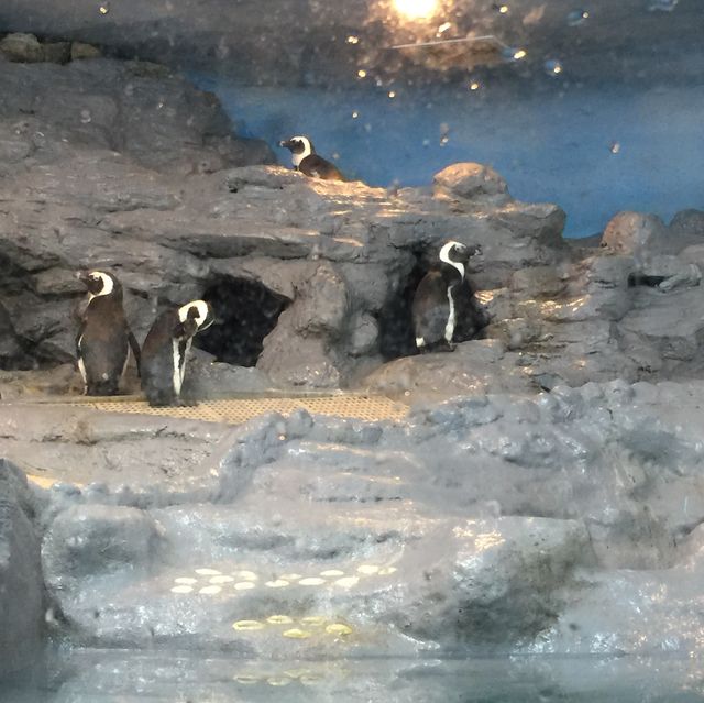 台灣開關親子遊😍台北半日市立動物園
