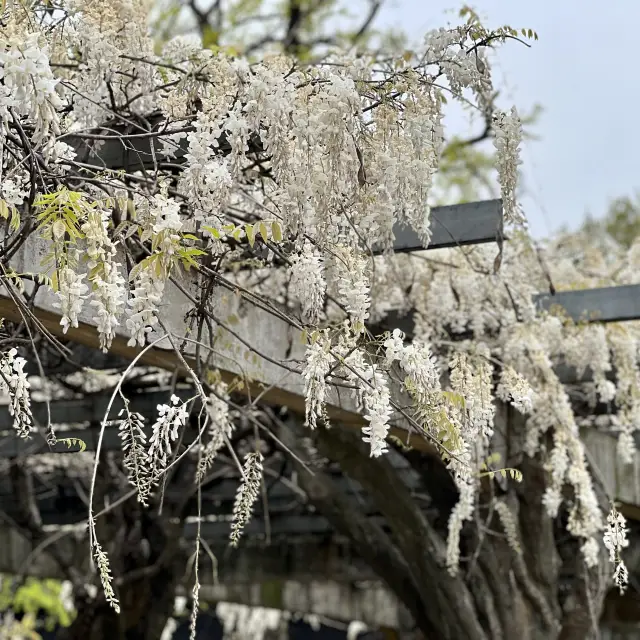 【蘇州】珍しい白い藤の花がある公園「東園」