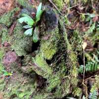 The amazing of mount Kinabalu 