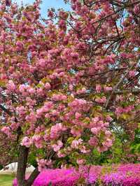하남 미사경정공원에서 겹벚꽃 피크닉🌸