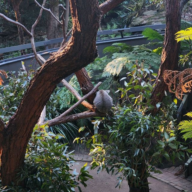 A day in taronga Zoo, starting point: back entrance.