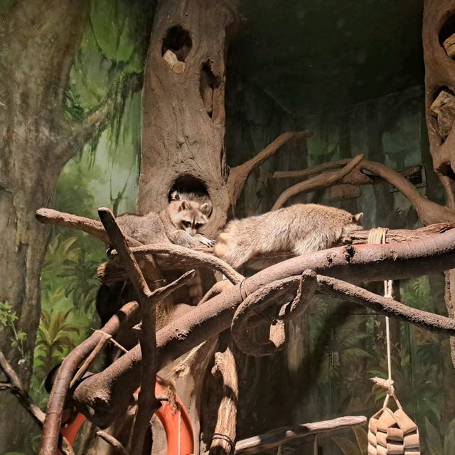 韓國😍愛寶樂園🐒介紹有咩動物睇🐯