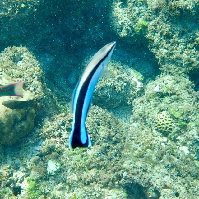 與海龜共舞🐢｜小琉球花瓶岩