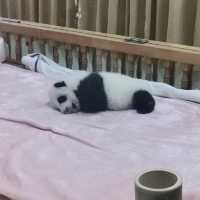 Summer At Chengdu To See Cute Pandas