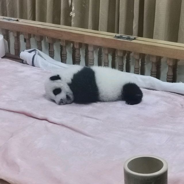 Summer At Chengdu To See Cute Pandas