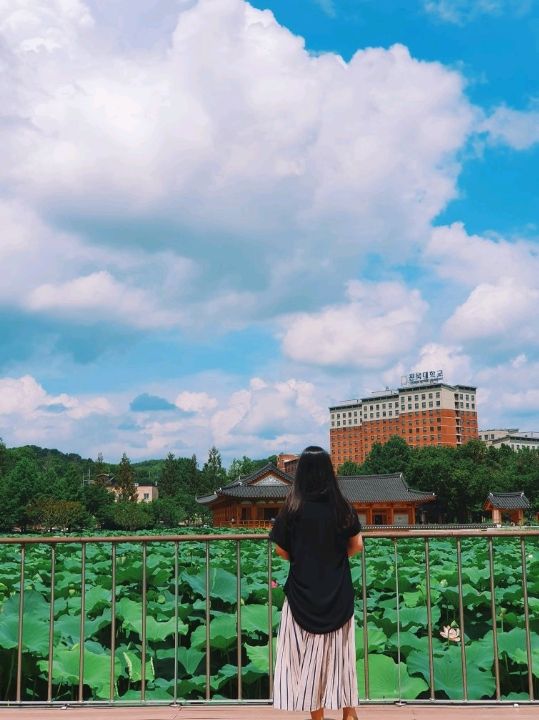 🌿전주 덕진공원에서 연꽃보기