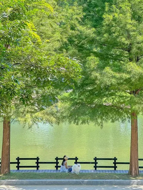 내가 여름의 담양을 좋아하는 이유🍃💚