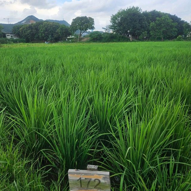 極具保育價值嘅塱原自然生態公園之生態區