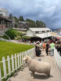 Alpaca & Sheep in Malaysia 