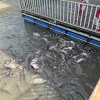 ล่องเรือโบราณชมแม่น้ำน้อย, อยุธยา