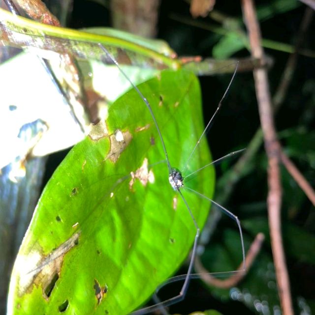 Tabin Wildlife Reserve @ Sabah, Malaysia